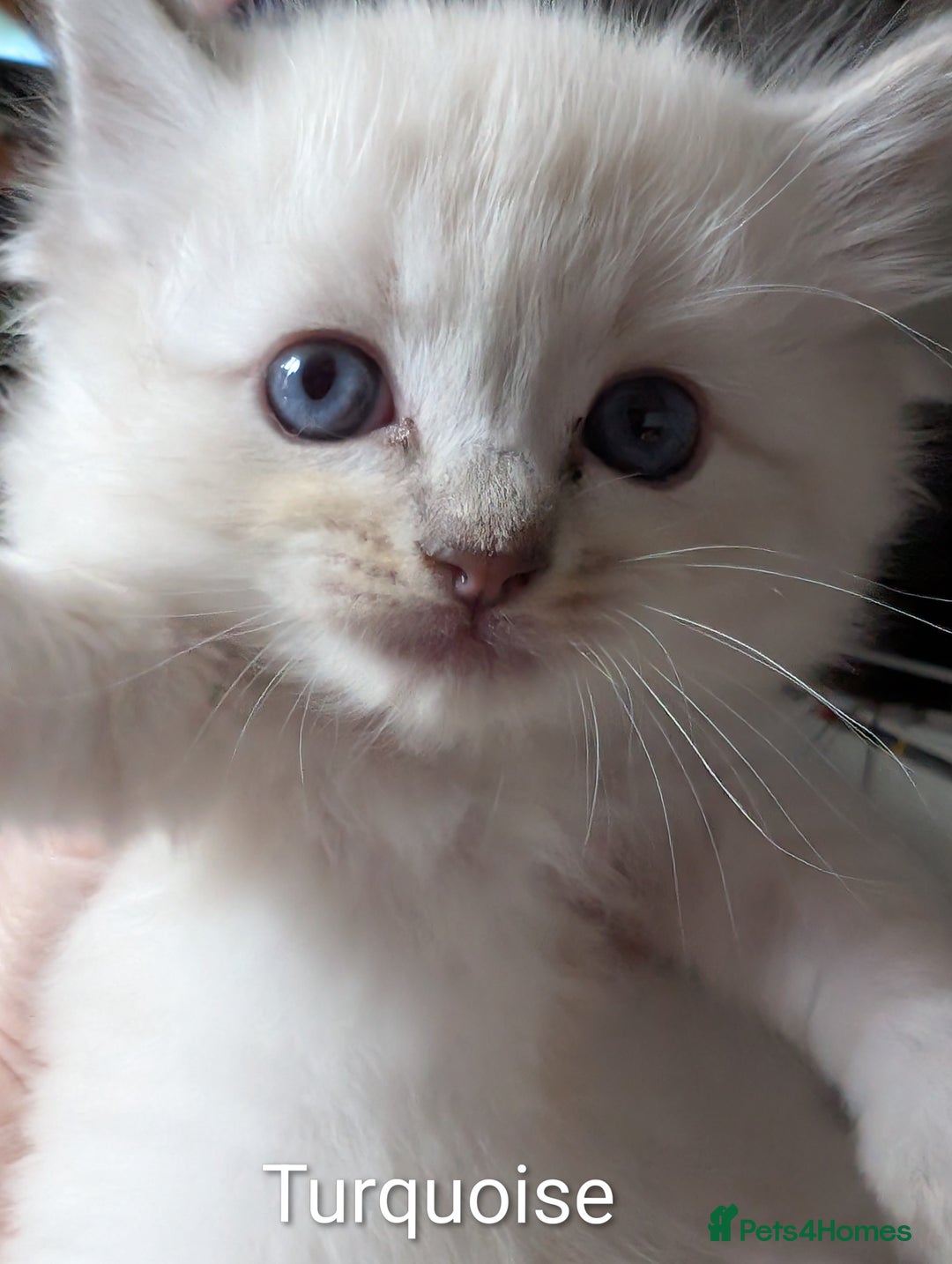 Ragdoll cats for sale: Stunning fluffy show quality ragdolls  - Image 15