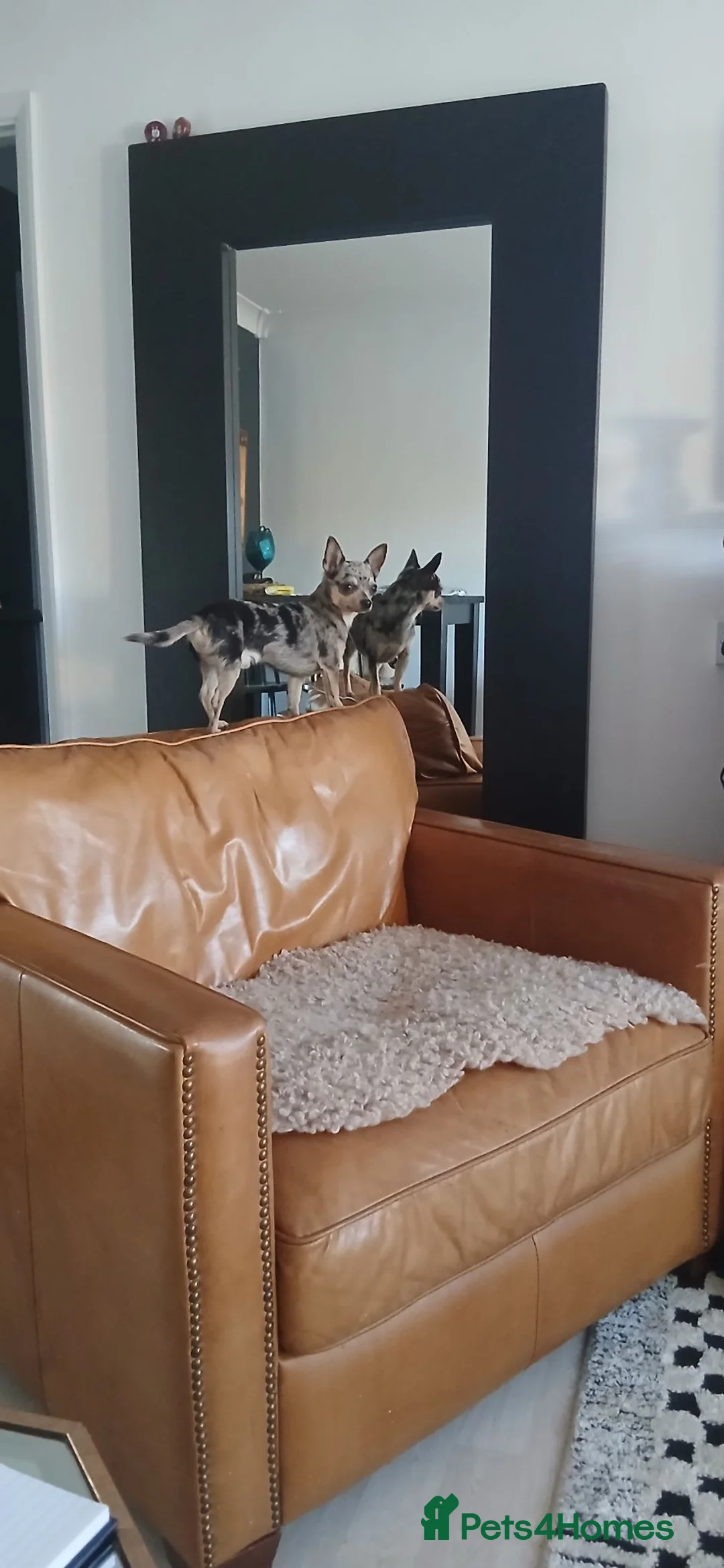 Chihuahua dogs for stud: chuhiahia stud in Ongar - Advert 2