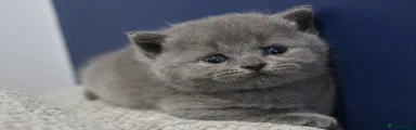British Shorthair Blue Female