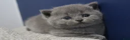 British Shorthair cats for sale: Gorgeous British Shorthair kittens Cute & Adorable - Advert 4