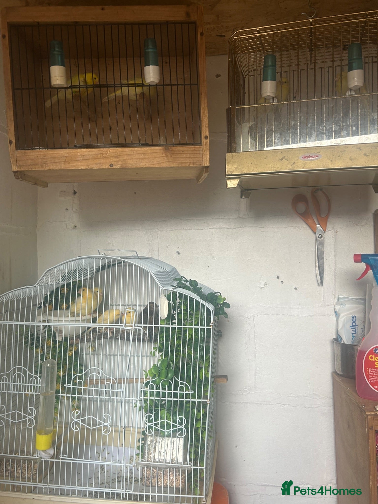 Canaries birds Canerys for sale  - Advert 2