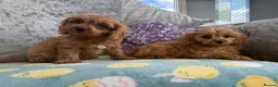 Cavapoo dogs for sale: Extensively Stunning cavapoo puppies  - Advert 5