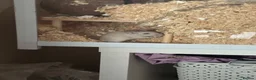 Gerbil rodents for sale: Bandit & gizmo in Rotherham - Advert 2