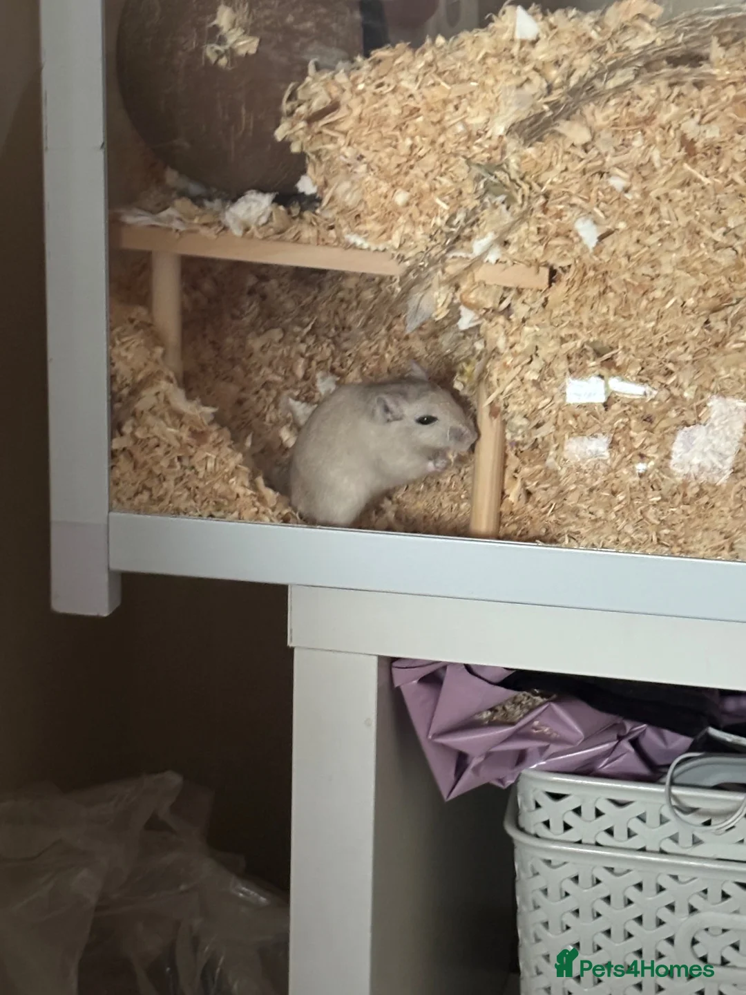 Gerbil rodents for sale: Bandit & gizmo in Rotherham - Advert 2