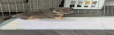 Pocket bully 2