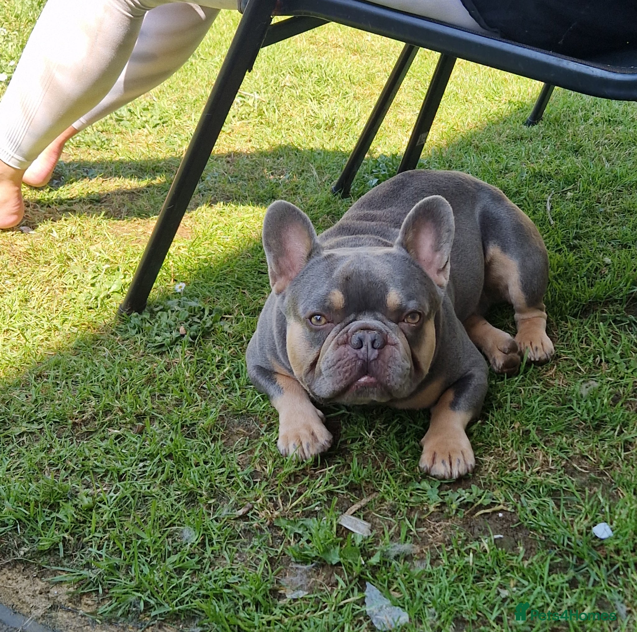 French Bulldog dogs for stud: French Bulldog stud - Advert 2
