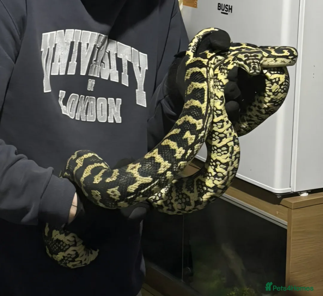 Python Snake reptiles for sale: Jungle carpet python - Advert 5