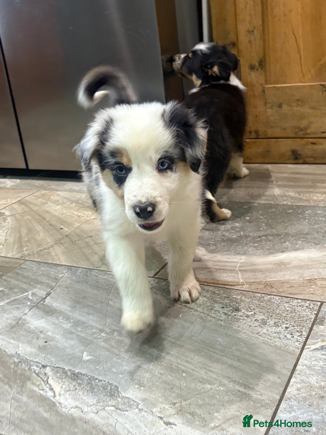 Border Collie dogs for sale: Border collie puppies  - Advert 15