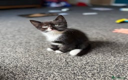 Mixed Breed cats for sale: Female kitten  - Image 3