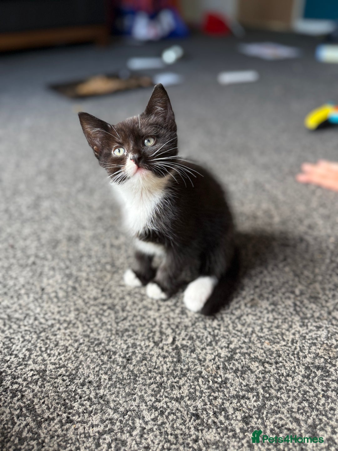 Mixed Breed cats for sale: Female kitten  - Image 3