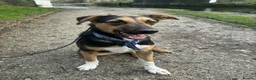 Mixed Breed dogs for adoption: 💙BRUNO💙 : LARGE LOVING YOUNG BOY in Burntwood - Advert 1