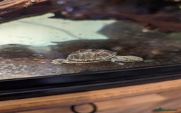 Turtle reptiles for sale: 2 Musk Turtles and 40 gallon tank set up - Image 14