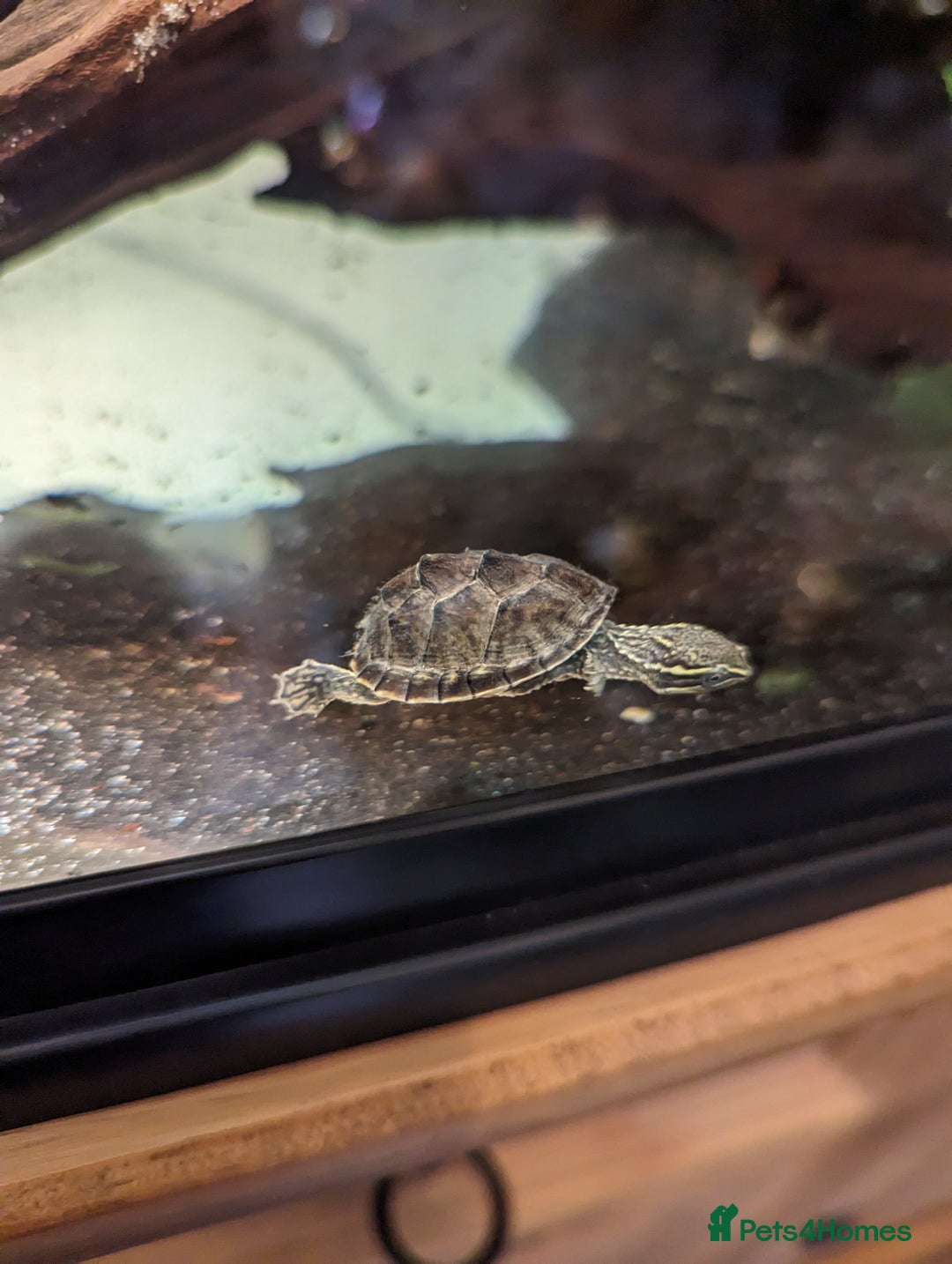 Turtle reptiles for sale: 2 Musk Turtles and 40 gallon tank set up - Image 14