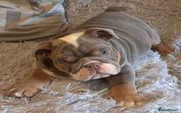 English Bulldog dogs for sale: Kc reg British bulldogs  - Image 23