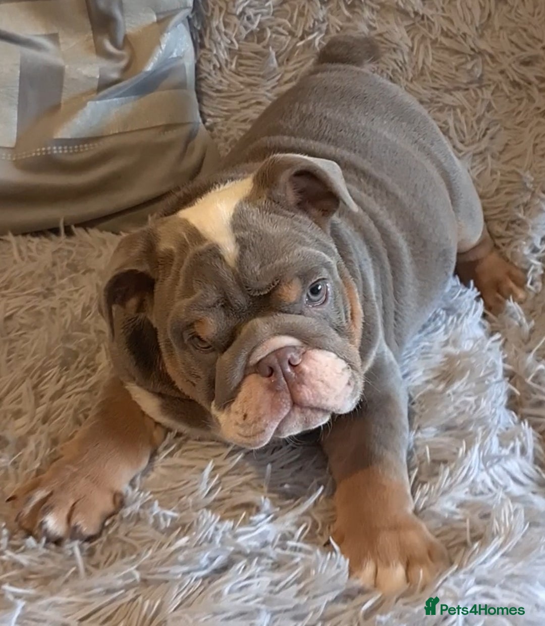 English Bulldog dogs for sale: Kc reg British bulldogs  - Image 23