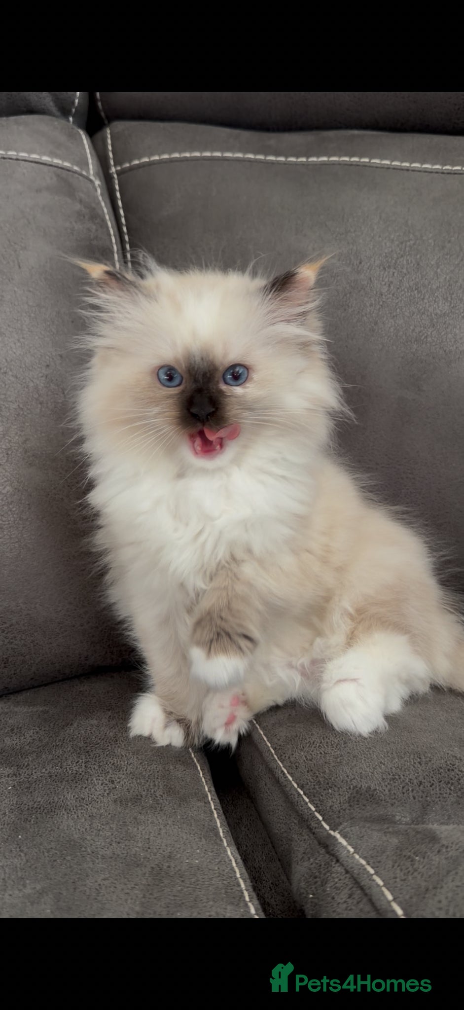 Ragdoll cats GCCF REGISTERED DNA TESTED PARENTS  - Advert 18