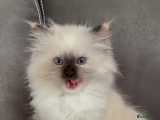 Ragdoll cats GCCF REGISTERED DNA TESTED PARENTS - Advert 18