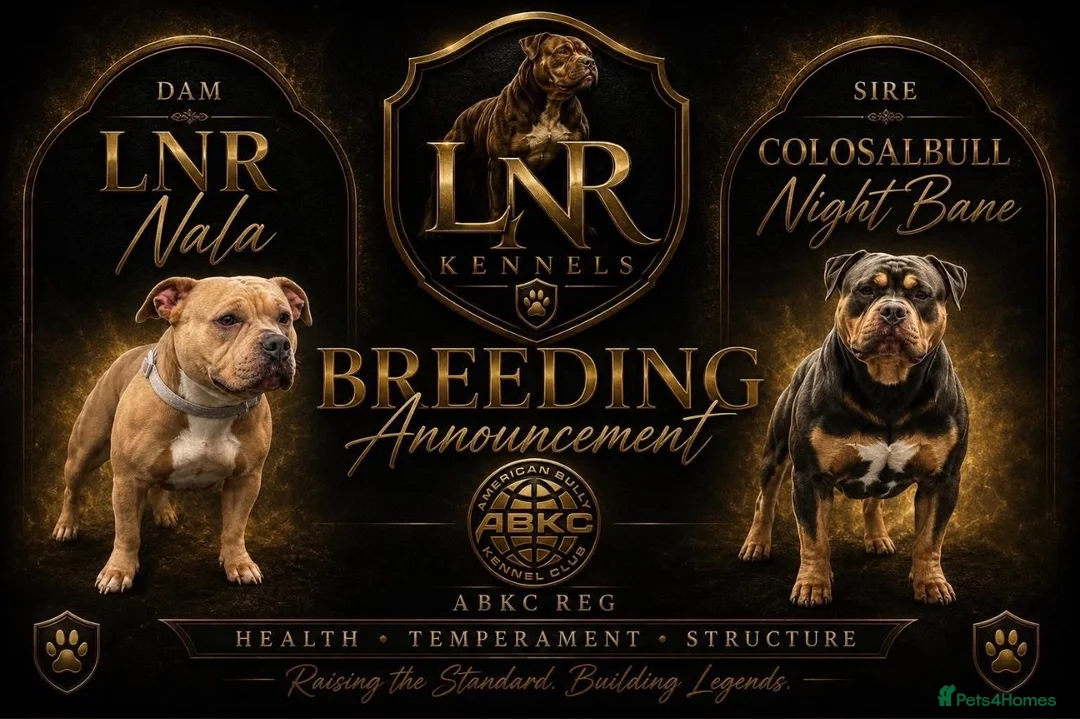 American Bulldog dogs for sale: ABKC registered pocket bullies in Leyland - Advert 2