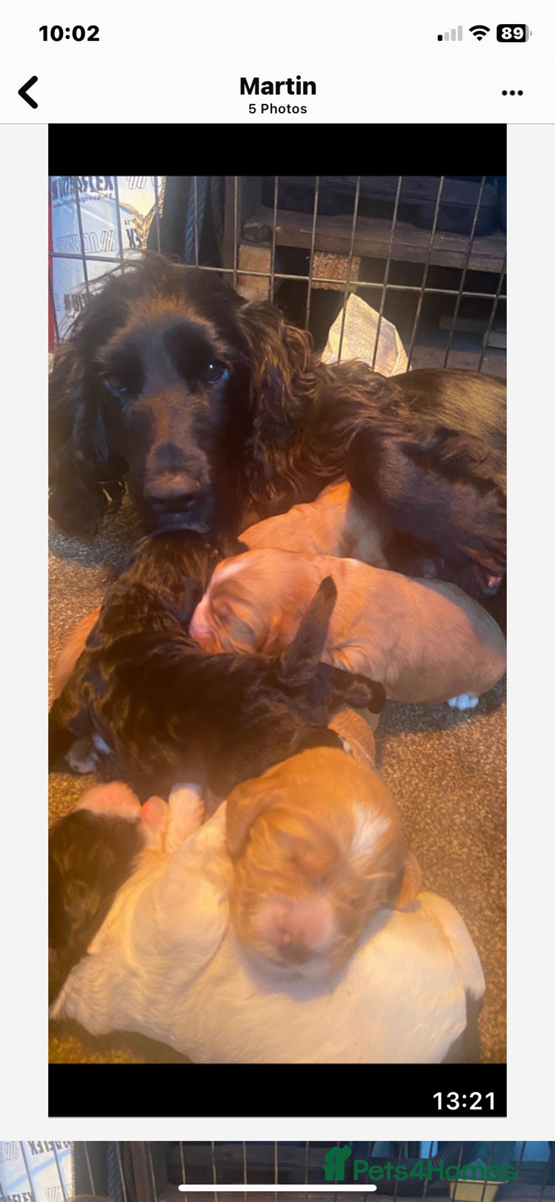 Cockapoo dogs for sale: FIB COCKAPOO - Advert 2