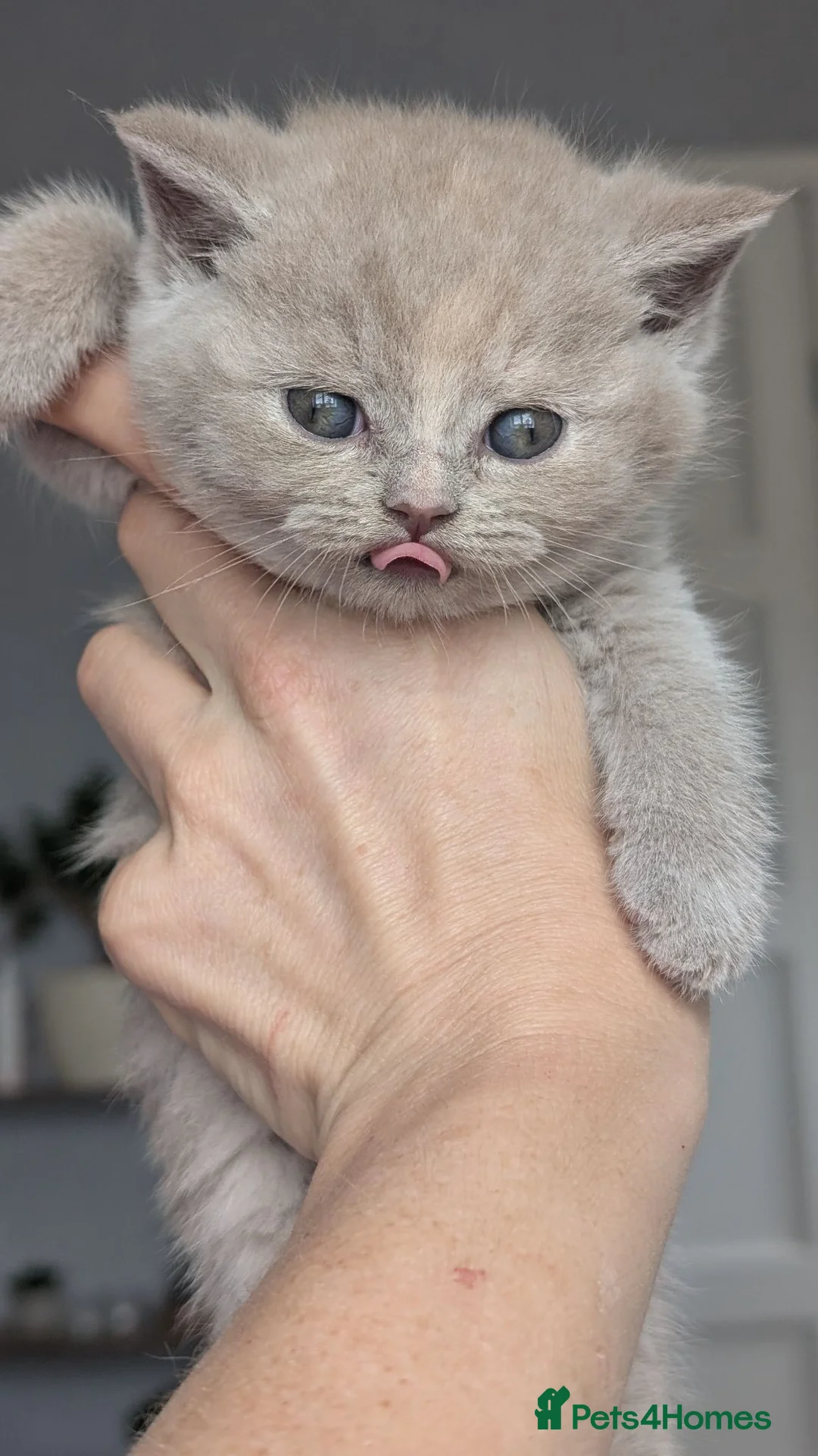 British Shorthair cats for sale: Exceptional British Shorthair kittens 🔥💥 - Advert 16