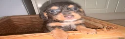 Miniature Dachshund dogs for sale: Wired dachund puppies  - Advert 5