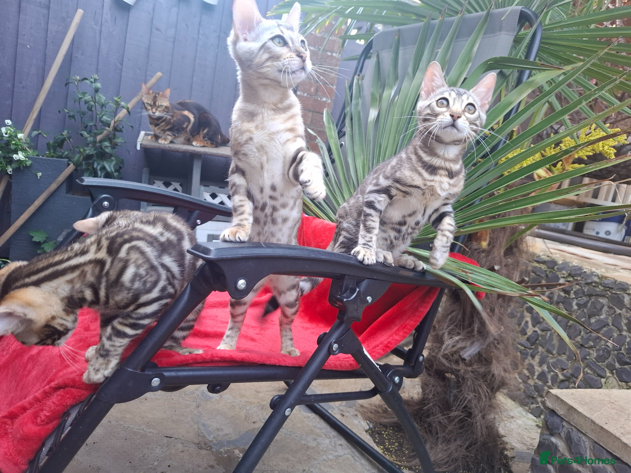 Bengal cats Show Quality Bengal Kittens – 5★ Licensed Cattery - Advert 1