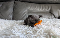 Sphynx cats for sale: Sphynx kittens - Image 32