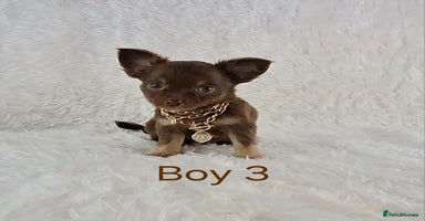 Chihuahua dogs - Advert 15