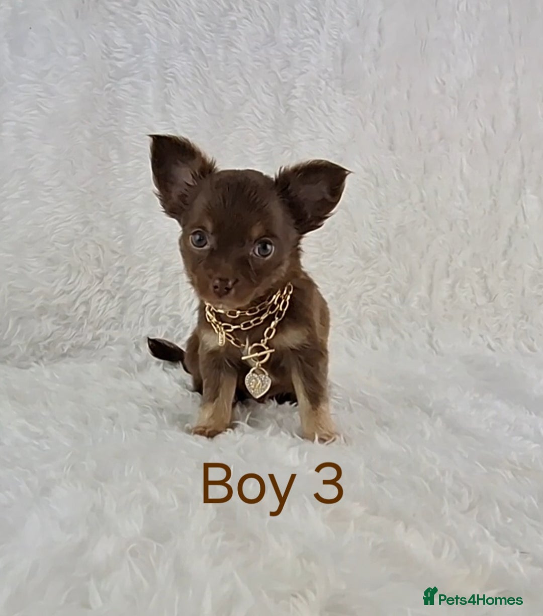 Chihuahua dogs for sale: Stunning Quality Chihuahua Puppies  - Image 31