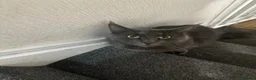Maine Coon cats for sale: 3 quarter Mainecoon in Workington - Advert 13