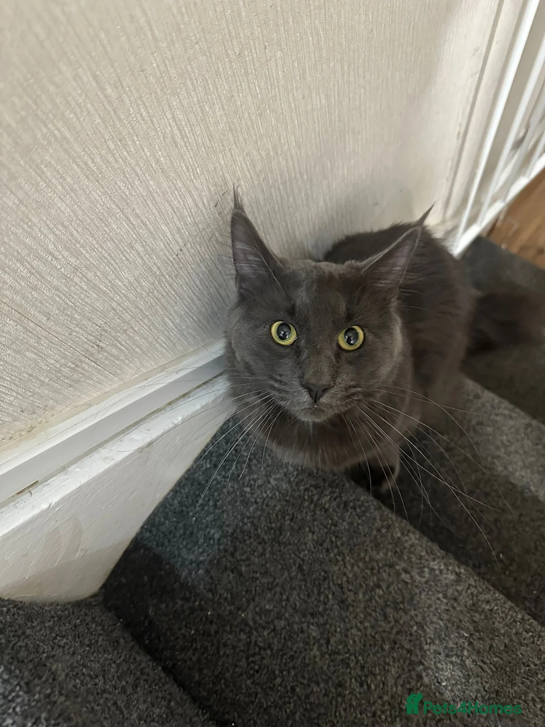 Maine Coon cats for sale: 3 quarter Mainecoon in Workington - Advert 13