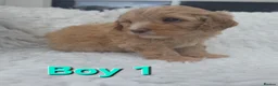 Cavapoo dogs for sale: Quality F1 Cavapoos. in Stockport - Advert 4