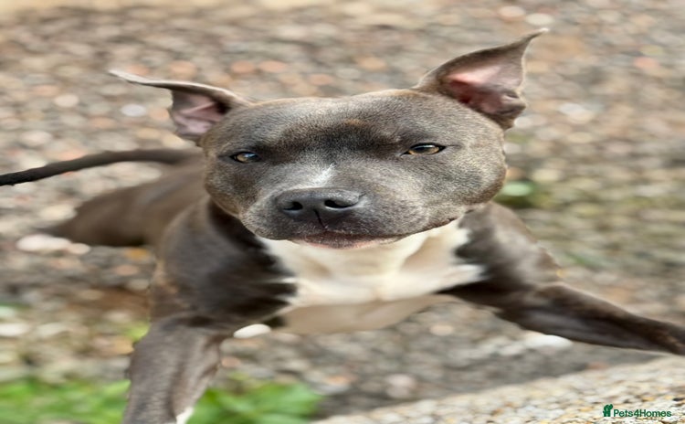 Staffordshire Bull Terrier dogs - Advert 1