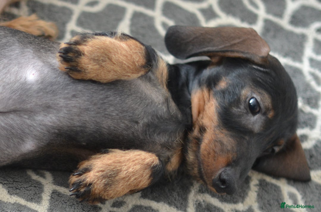 Miniature Dachshund dogs for sale: KC Reg Miniature Dachshund Wire Haired Boy - Advert 8