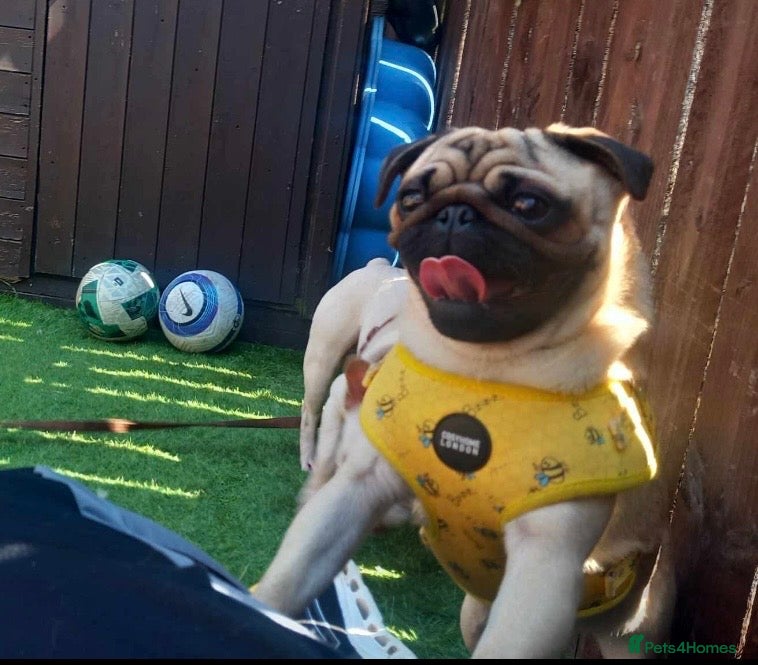 Pug dogs Bary the Pug – 9 Months Old  - Advert 16