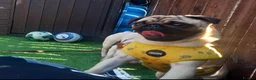 Pug dogs for sale: Bary the Pug – 9 Months Old  - Advert 1