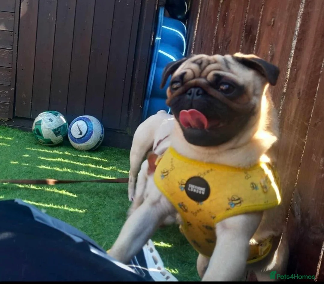 Pug dogs for sale: Bary the Pug – 9 Months Old  - Advert 1