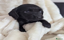 Cocker Spaniel dogs for sale: Beautiful black working cocker spaniel puppies  - Image 6