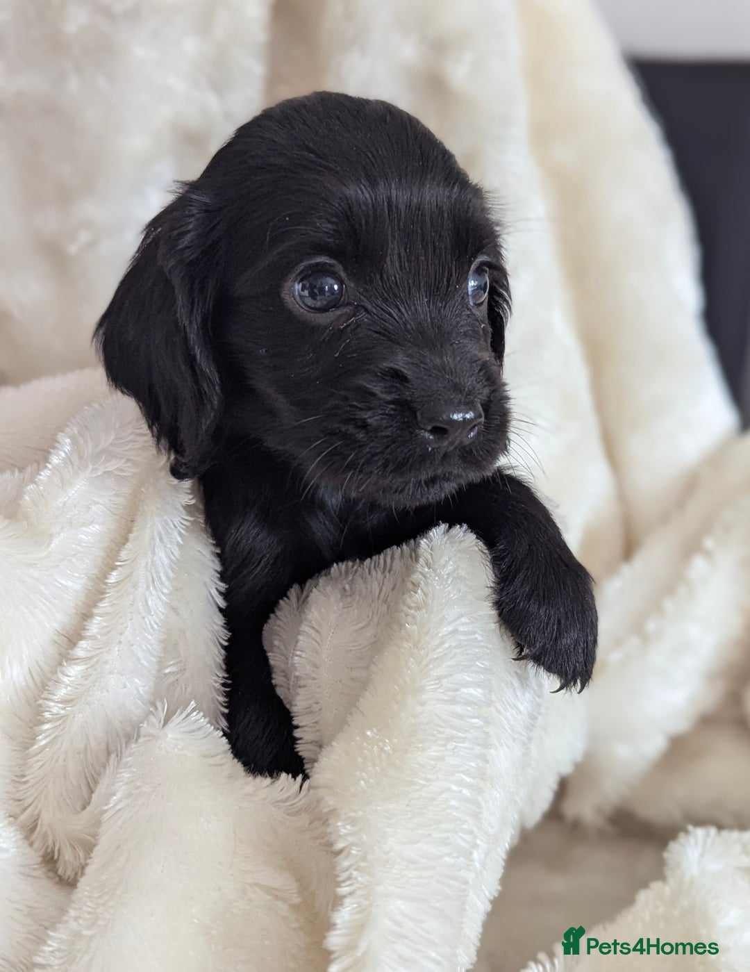 Cocker Spaniel dogs for sale: Beautiful black working cocker spaniel puppies  - Image 6