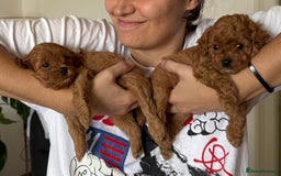 Cavapoo dogs for sale: Premium F1B Toy Red Cavapoo - 2 LEFT - Image 20