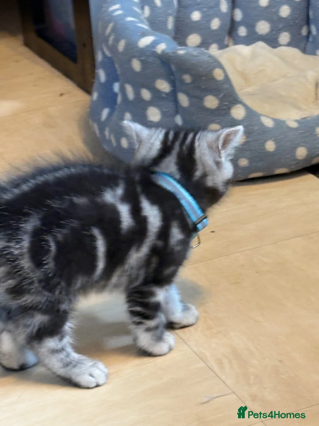 British Shorthair cats for sale: Beautiful BSH silver and black tabby kittens. in Martock - Advert 21