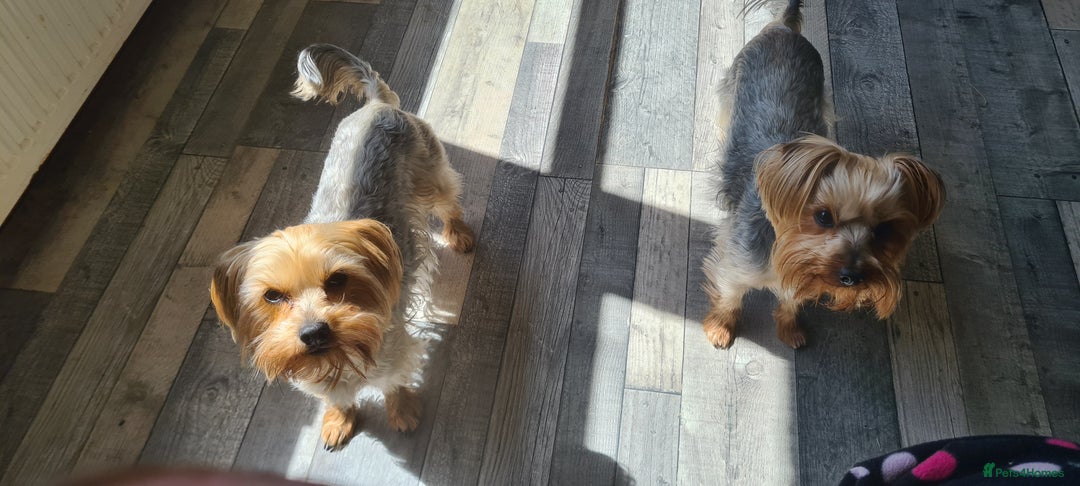 Yorkshire Terrier dogs for sale: Sweet natured boys - Image 13