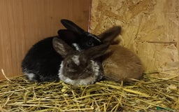 Mini Lop rabbits for sale: Plush mini lops  - Image 5