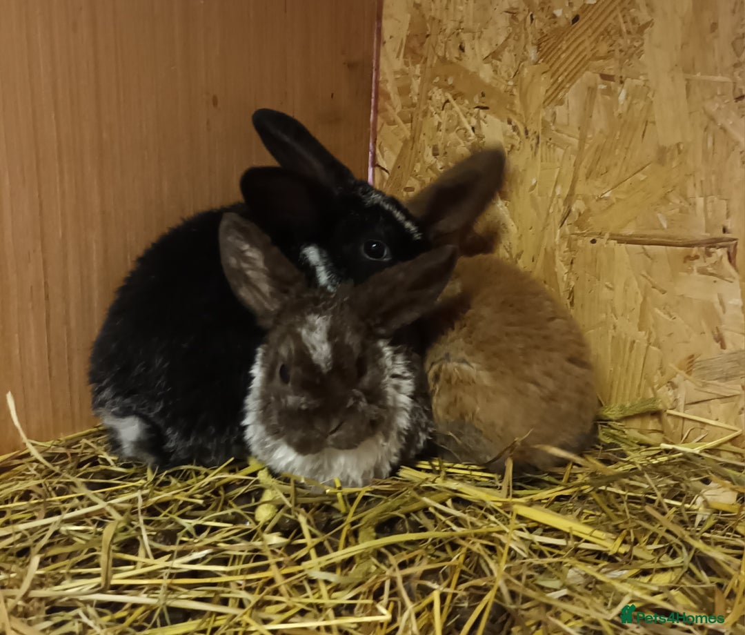 Mini Lop rabbits for sale: Plush mini lops  - Image 5