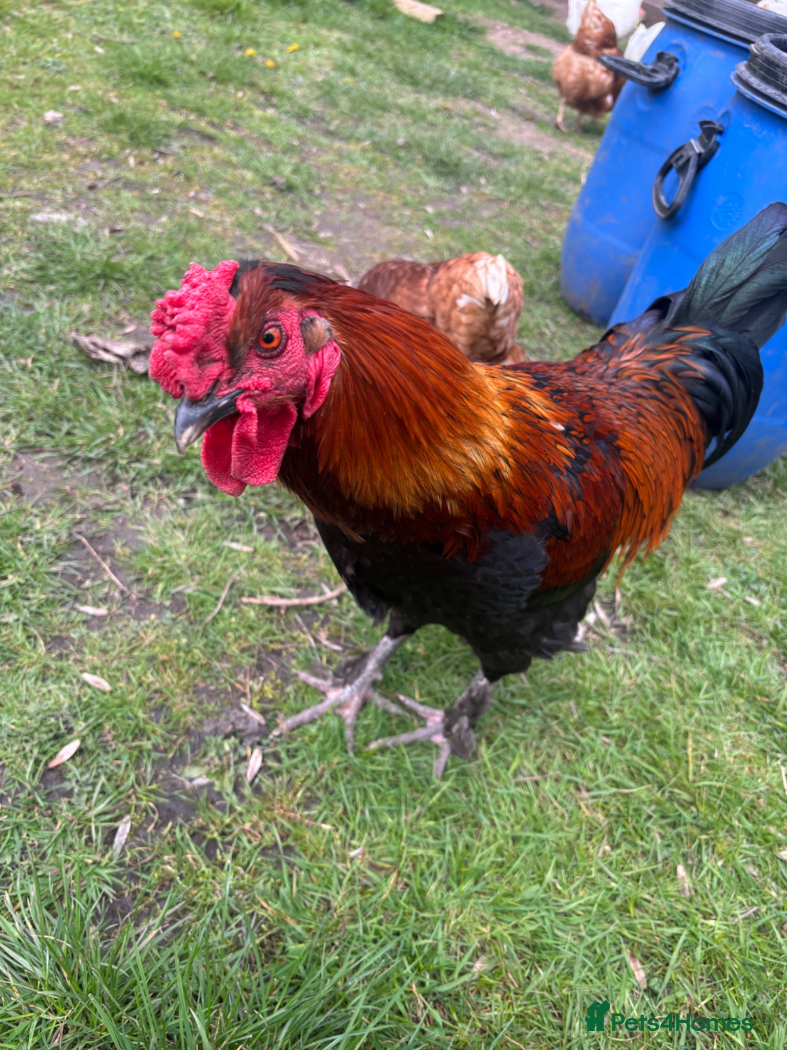 Chickens poultry Cockerel free to good home  - Advert 1