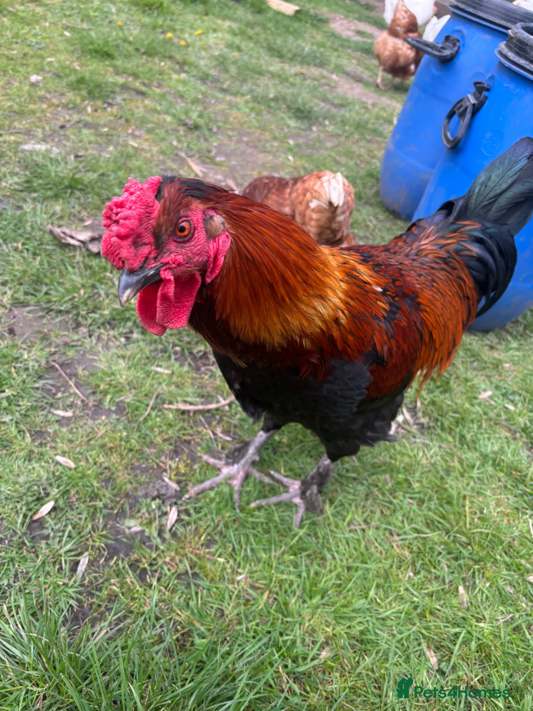 Chickens poultry for sale: Cockerel free to good home  - Advert 1