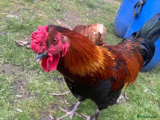 Chickens poultry Cockerel free to good home - Advert 1