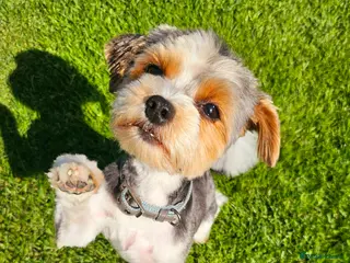 Biewer Terrier dogs Tiny Biewer Terrier - Advert 1