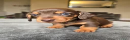 Dachshund dogs for sale: KC registered miniture dachund puppies - Advert 11