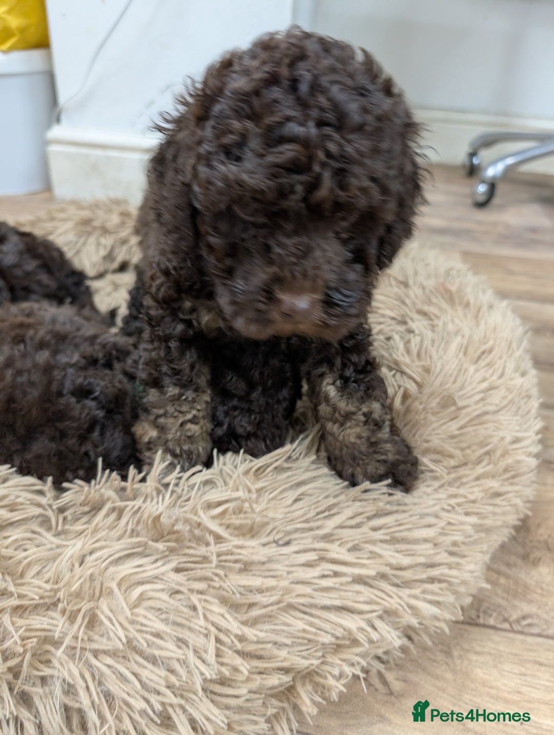 Cockapoo dogs for sale: Beautiful F2B Toy Cockapoo Puppies - Advert 20